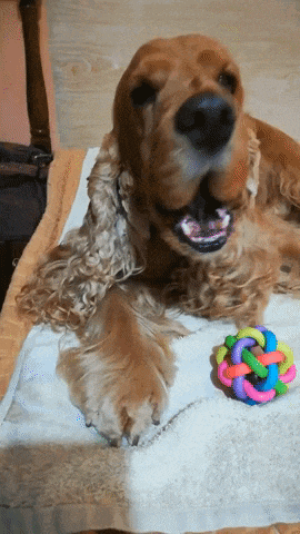 a cocker spaniel laying on a white towel next to a colorful toy
