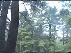 Forest Glitch GIF - Forest Glitch Nature GIFs