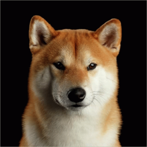 Nice Dogy Nice Dogy Wii GIF - Nice Dogy Nice Dogy Wii GIFs