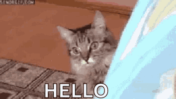 a cat is peeking out from behind a blue curtain and saying hello .