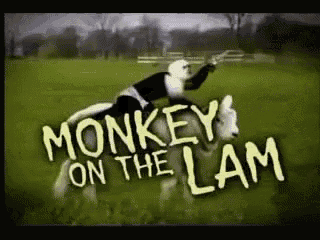 Monkey On GIF