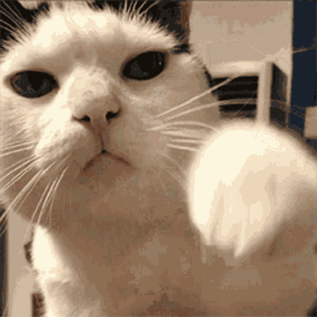 a close up of a white cat 's face