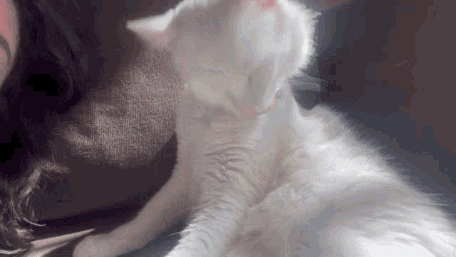 a white cat laying on a person 's shoulder