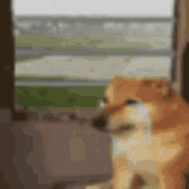 Doge Doge Meme GIF - Doge Doge Meme Dog Tich GIFs