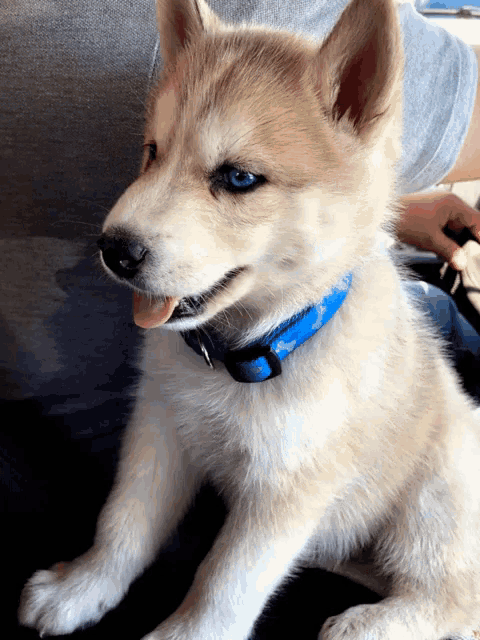 a husky puppy wearing a blue collar is sitting on a person 's lap