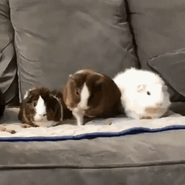 three guinea pigs sitting on a grey couch