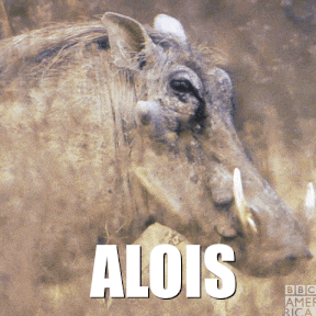 a close up of a warthog with the name alois written on it