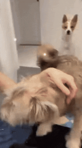a person is petting a small dog while another dog watches .
