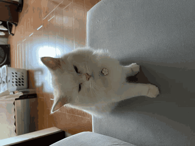 a white cat with a pink flower collar is sitting on a couch