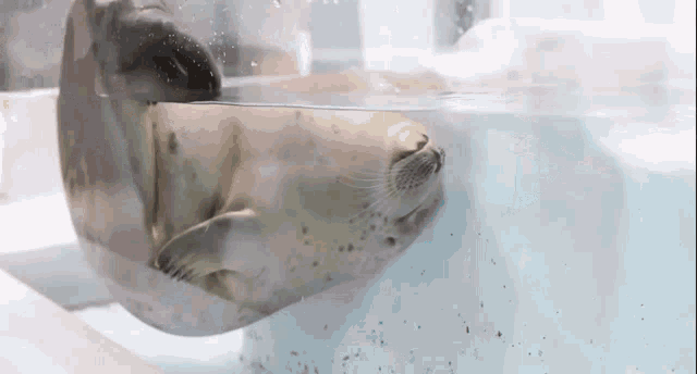 a seal is swimming in a tank of water with its head above the water .