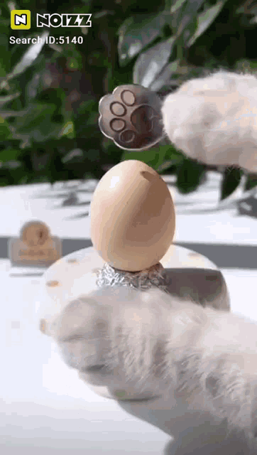 a cat 's paw is holding an egg in front of a n noizz search id of 5140