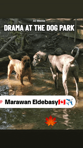 three dogs are standing in a river and the caption reads drama at the dog park