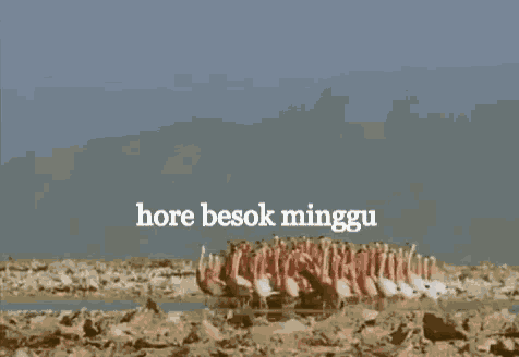 a bunch of flamingos are standing on a rocky beach with the words " hor besok minggu " written on the bottom