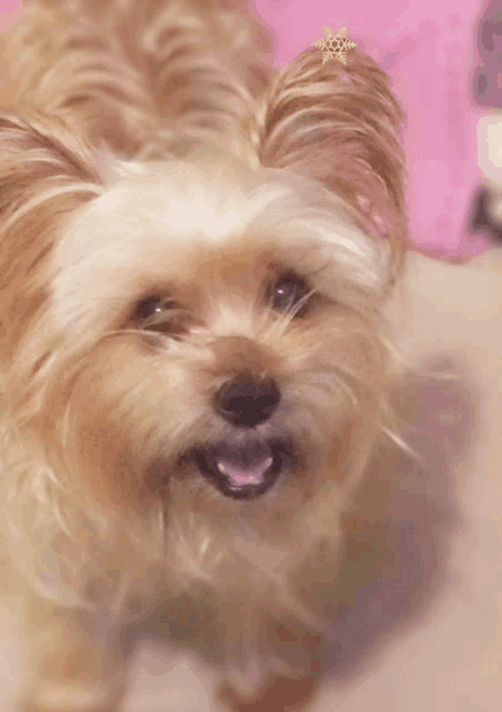 a small brown and white dog with a pink bow on its head