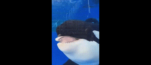 a close up of a killer whale swimming in a tank of water .