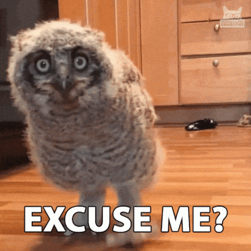 an owl standing on a wooden floor with the words excuse me written on it