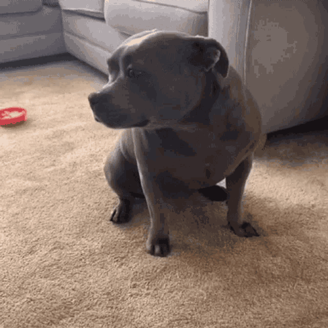 a dog is sitting on the floor in a living room next to a couch and a bowl of food .