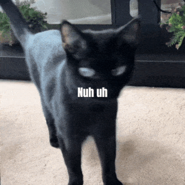 Nuh Uh Cat GIF - Nuh Uh Cat Cat Meme GIFs