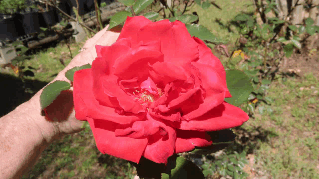 a hand is holding a large red rose with a yellow center
