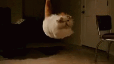 Cat Float GIF - Cat Float Trip GIFs