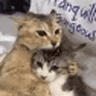 two cats are hugging each other while sitting on a bed .