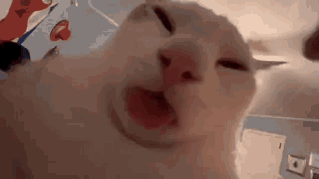 Cat Cat Tongue GIF - Cat Cat Tongue Cat Licking GIFs