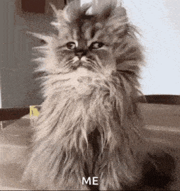 a fluffy cat is sitting on a wooden table looking at the camera .