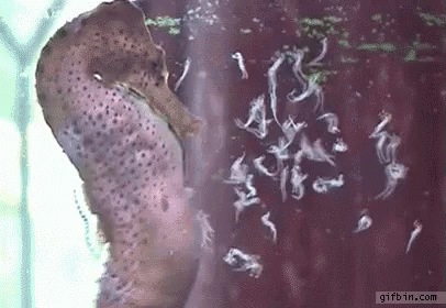 Sea Horse Babies GIF - Sea Horse Babies Swim GIFs