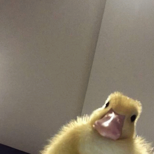 Duck Baby GIF - Duck Baby Looking Camera GIFs