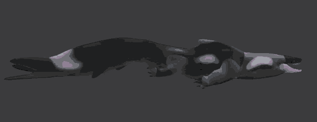 a black and white shark with purple teeth is swimming