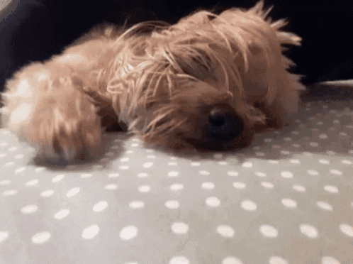 a small brown dog laying on a polka dot blanket