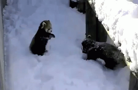 Red Panda Falling In Snow GIF - Falling In Snow Cute Red Panda GIFs