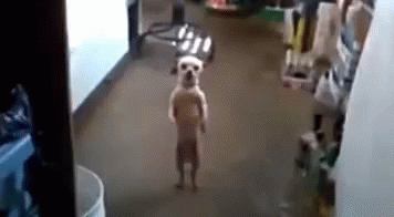 Dance Dog GIF - Dance Dog Standing GIFs