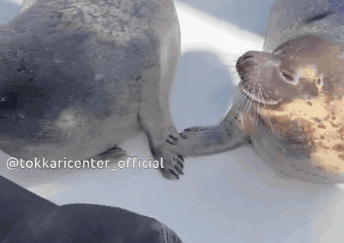 two seals are standing next to each other and one of them is holding the other 's paw .