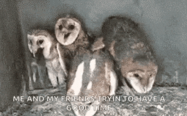a group of owls are sitting next to each other on the ground .