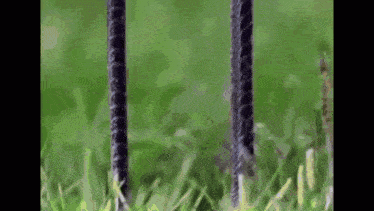 a close up of a metal fence with a grassy field in the background .