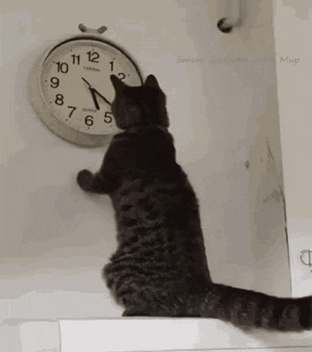 a cat is looking at a clock on a wall that says london