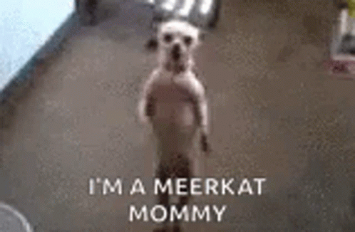 Meerkat Dancing GIF - Meerkat Dancing Dog GIFs