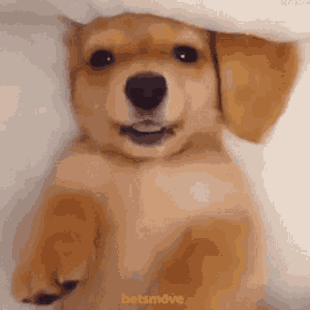a puppy is laying on its back under a blanket and smiling