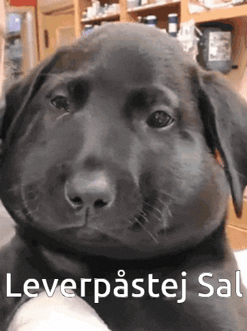 a close up of a dog 's face with the words leverpastej sal written below it