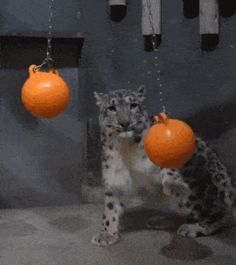 a snow leopard is playing with an orange ball on its head