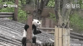 Pandas Funny Animals GIF - Pandas Funny Animals Cute GIFs