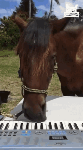 a horse standing next to a keyboard with the word collective on the bottom left