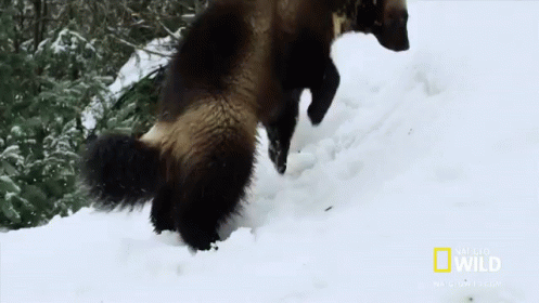 Wolverine Smash GIF - Animals Wolverine Snow GIFs