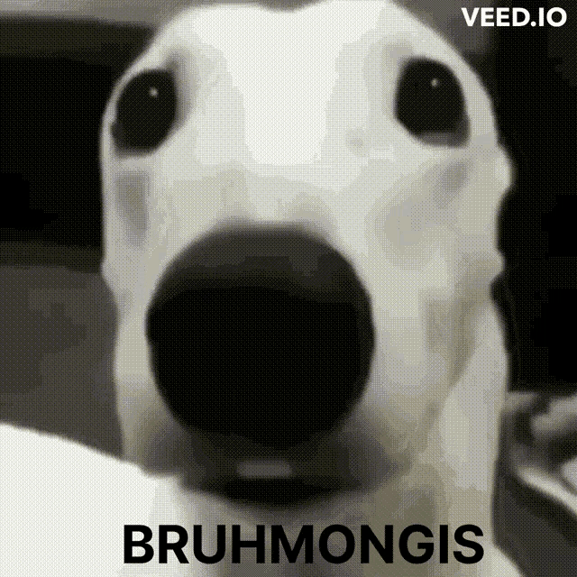 a close up of a dog with bruhmongis written on the bottom