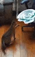 a cat is standing on its hind legs in front of a chair