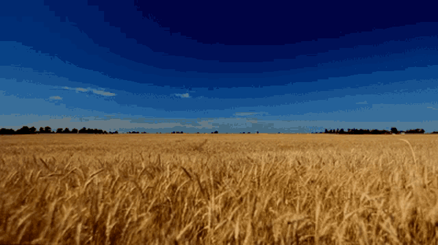 Golden Wheat Field GIF - Golden Wheat Field GIFs