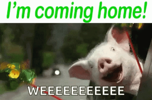 Coming Home GIF - Coming Home Pig GIFs