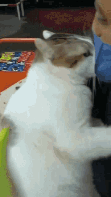 a white cat is laying on a table with a person wearing a blue mask on their face