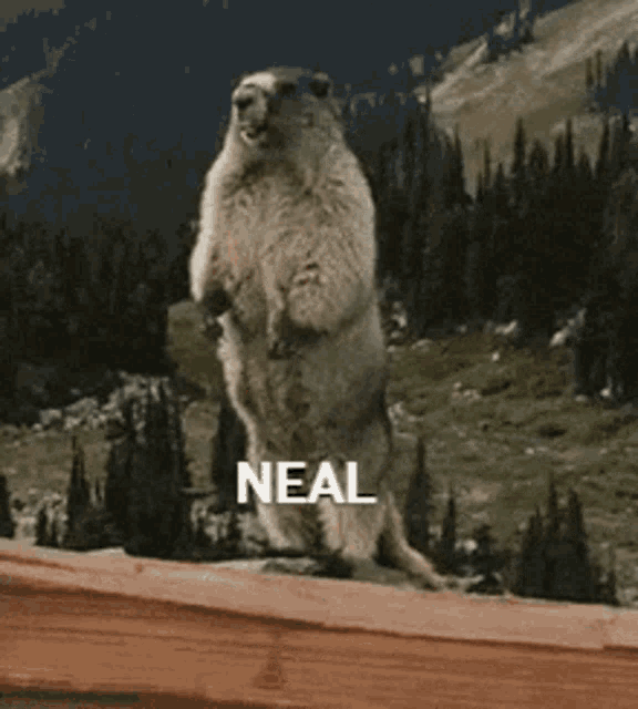 Neal Marmot GIF - Neal Marmot GIFs